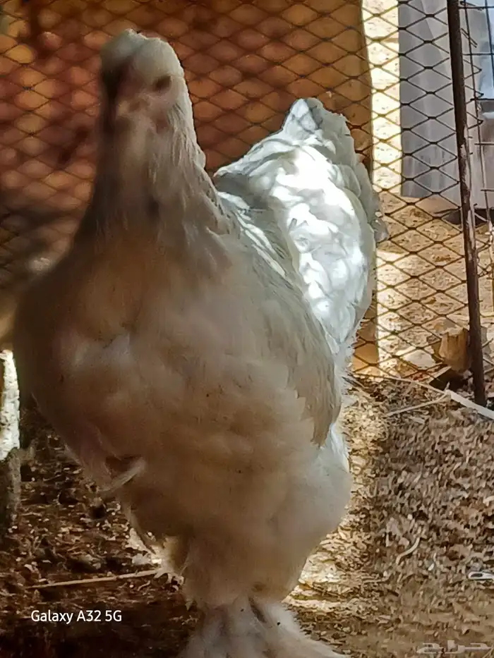 دجاج براهماا 1