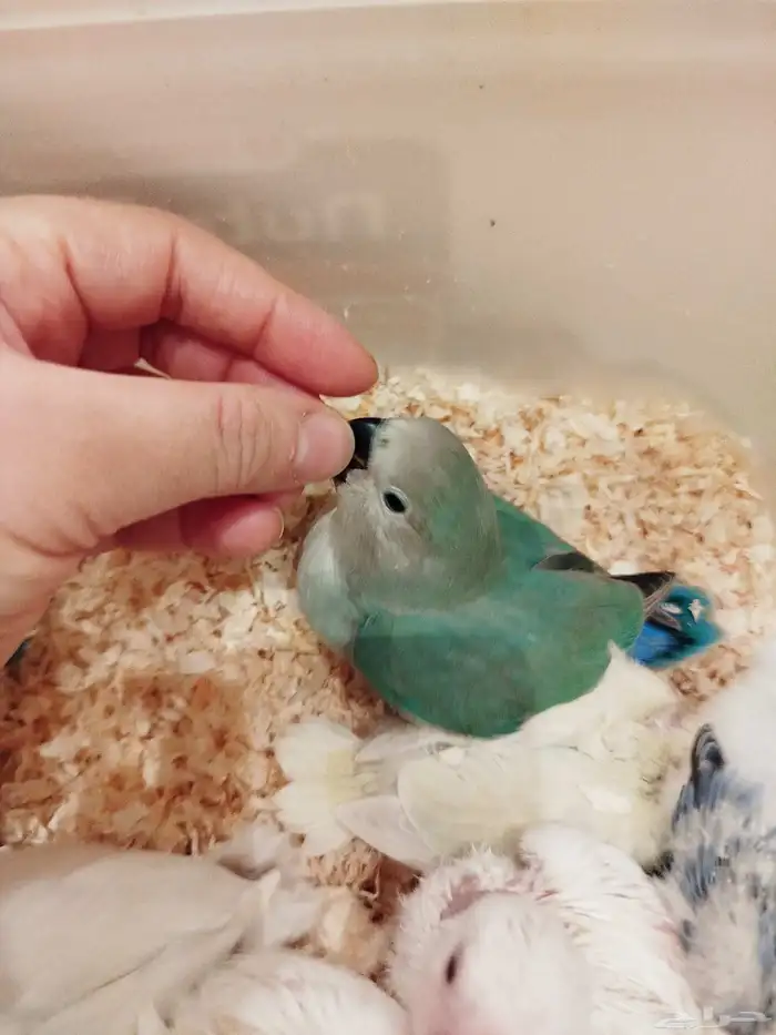 فروخ روز البينو اخضر وطفرات جميله غر بشراهة للبيع 4