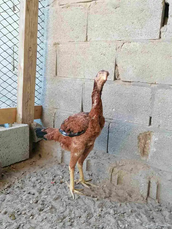 دجاج مكس حجازي بشامو ياباني بشاير 3 6