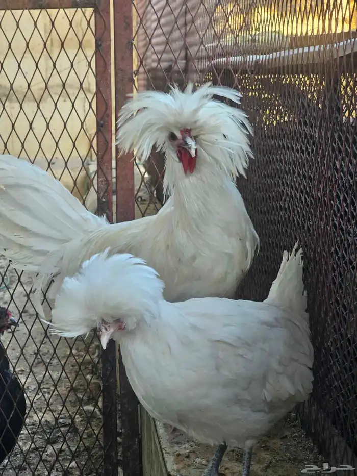 دجاج بولش بلجيكي 0