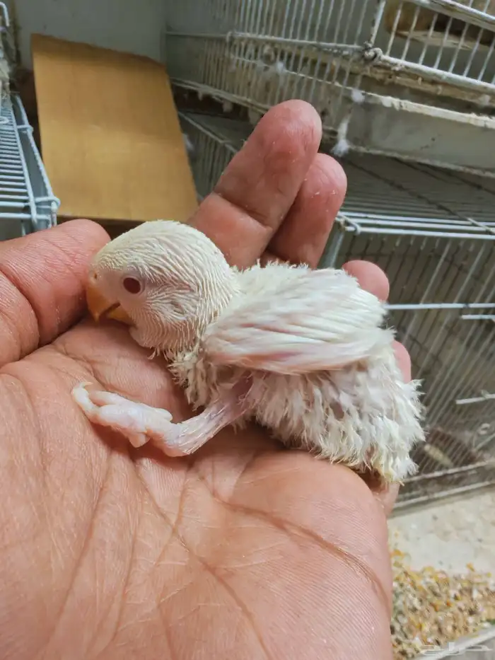 فروخ روز البينو 0