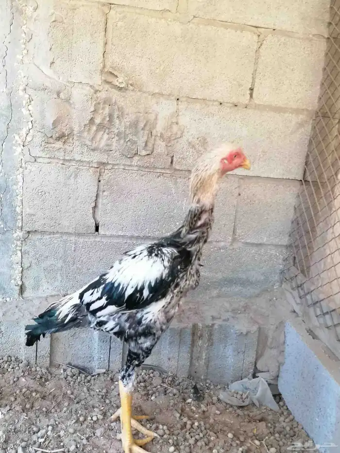دجاج مكس حجازي بشامو ياباني بشاير 3 5