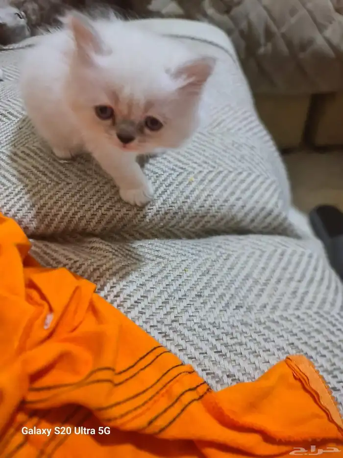 قطط شرازي عمر شهرين متعوده علي الليتر بوكس وتاكل اكل بيتي ود 3