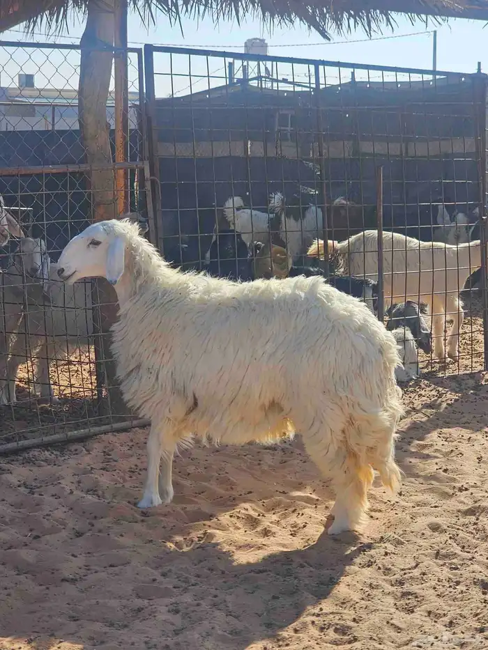 رخل 9 شهور مغلقه شحم 3