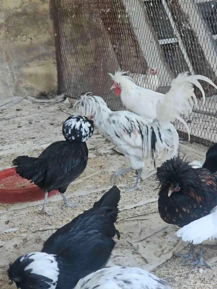 دجاج بولش بلجيكي 8