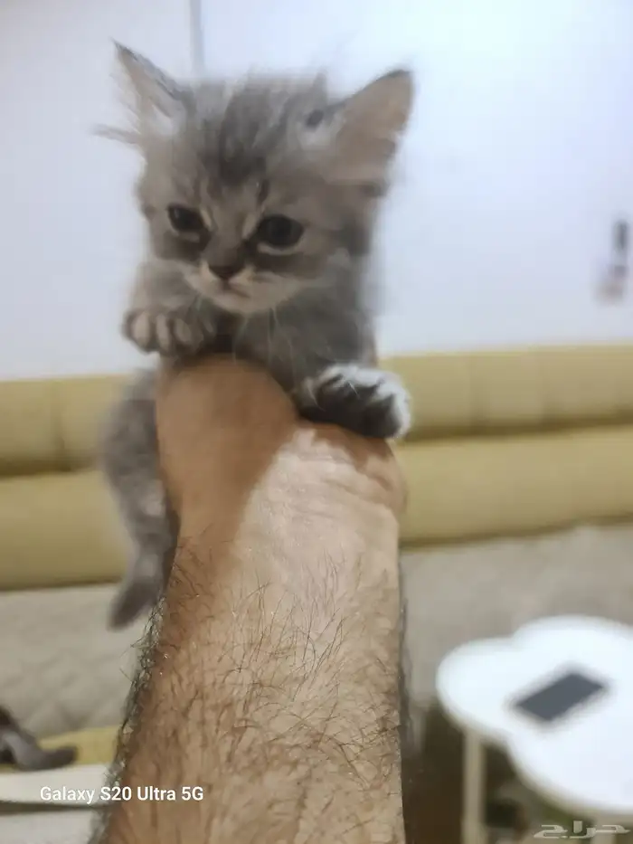 قطط شرازي عمر شهرين متعوده علي الليتر بوكس وتاكل اكل بيتي ود 6