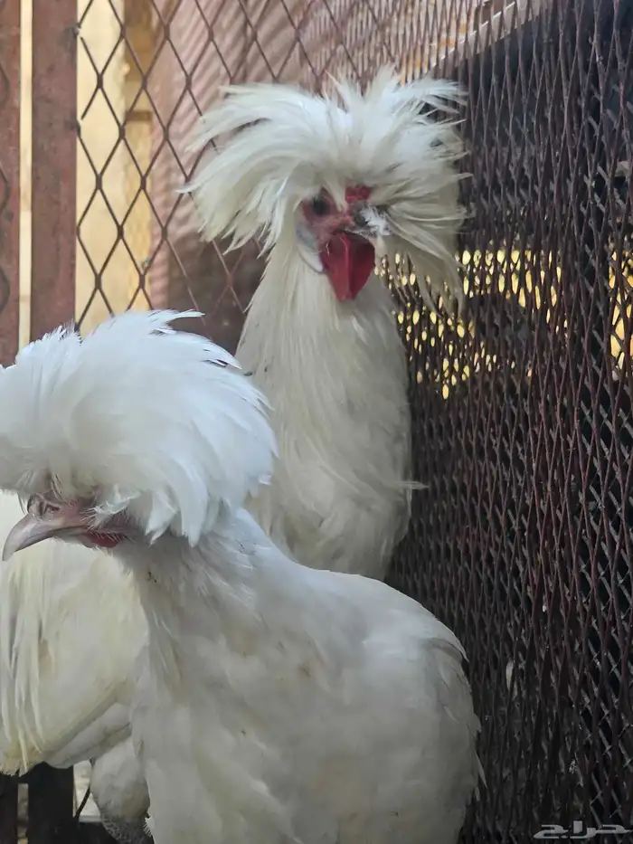 دجاج بولش بلجيكي 1