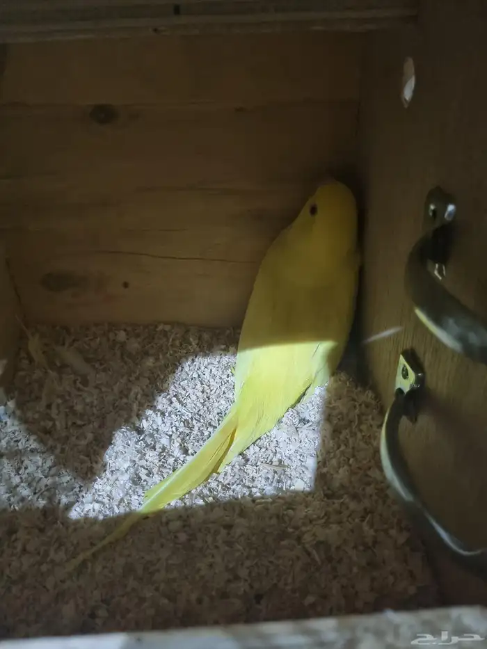 جوز لاتينو منتج 1