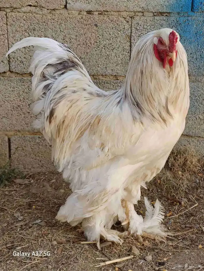 دجاج براهماا 9