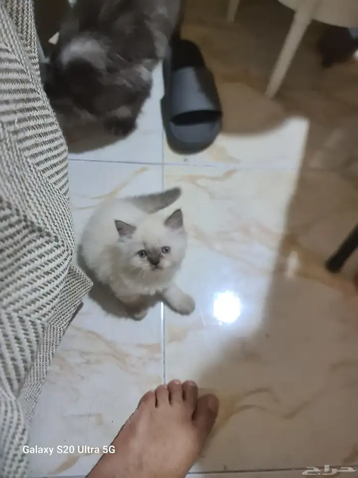 قطط شرازي عمر شهرين متعوده علي الليتر بوكس وتاكل اكل بيتي ود 7