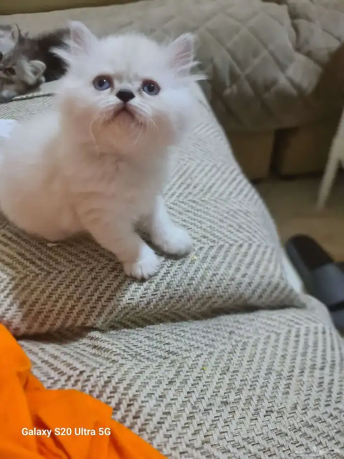 قطط شرازي عمر شهرين متعوده علي الليتر بوكس وتاكل اكل بيتي ود 2