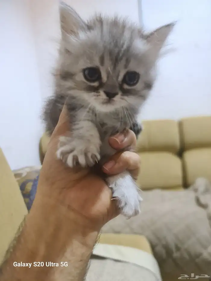 قطط شرازي عمر شهرين متعوده علي الليتر بوكس وتاكل اكل بيتي ود 8