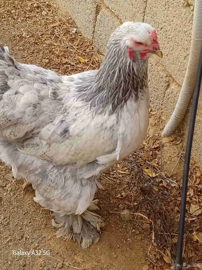 دجاج براهماا 4
