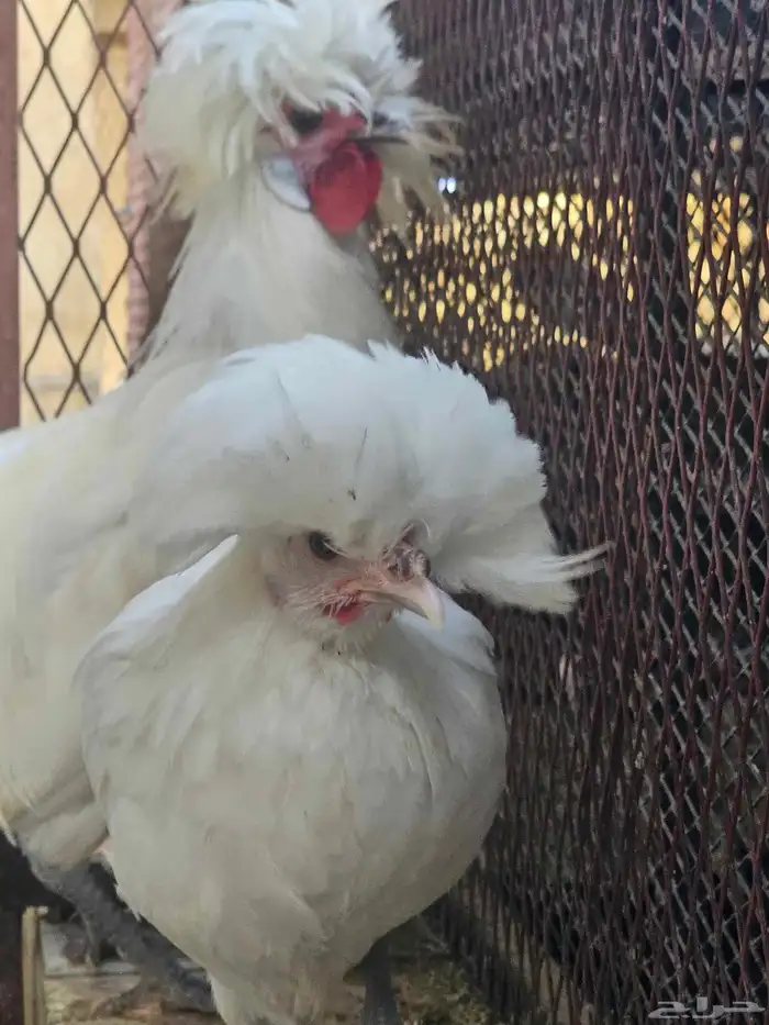 دجاج بولش بلجيكي 4