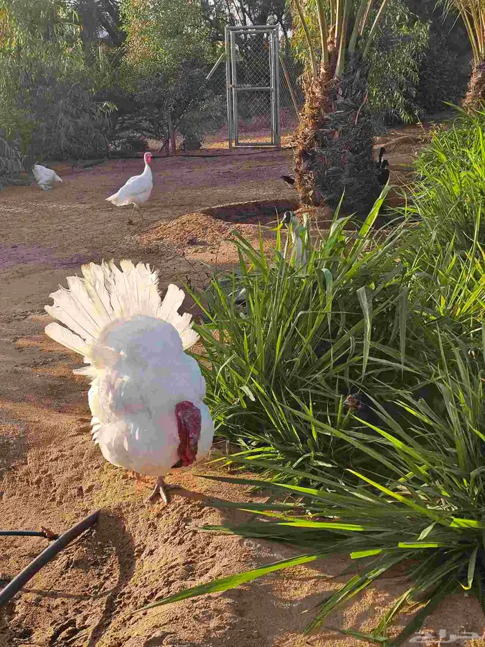 مخيم المزاحمية تبراك بسعر رمزي 19