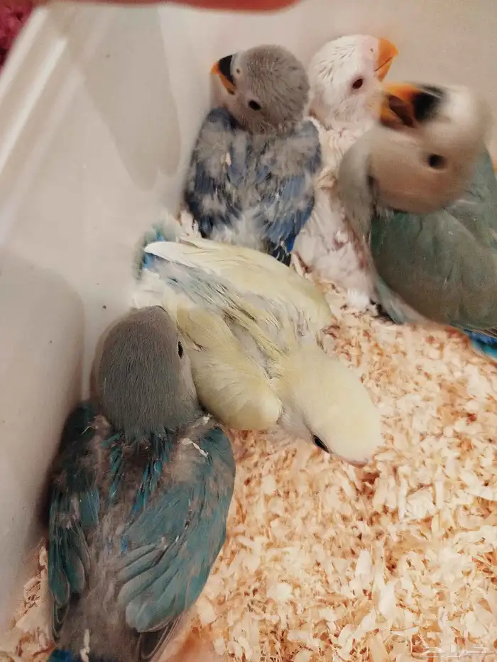 فروخ روز البينو اخضر وطفرات جميله غر بشراهة للبيع 1