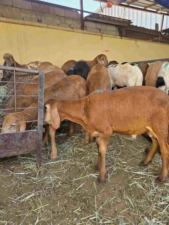 سواكني تربيه 0