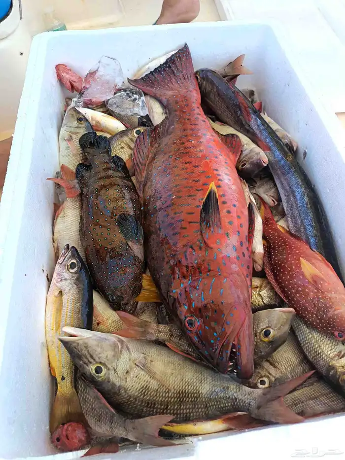 رحله صيد رحله بياضه تأجير قارب رحله بحريه رحله بالساعه 2