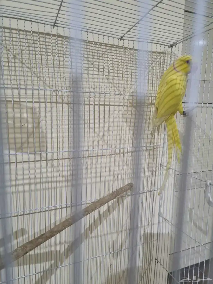 جوز لاتينو منتج 0