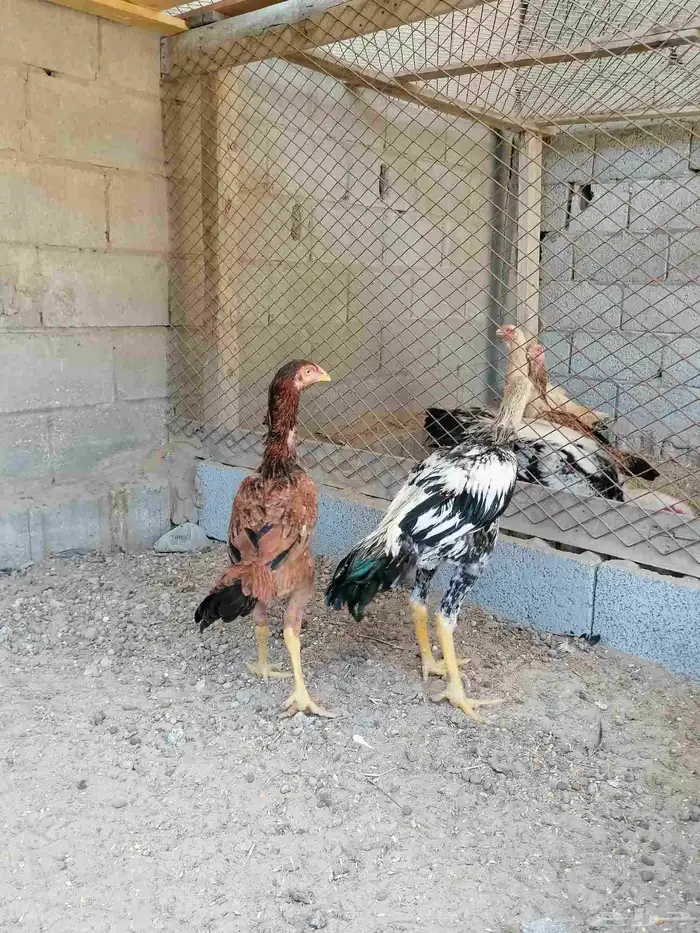 دجاج مكس حجازي بشامو ياباني بشاير 3 2