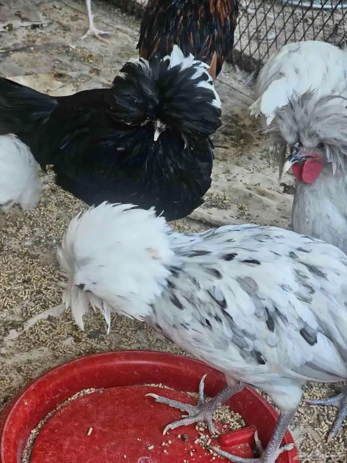 دجاج بولش بلجيكي 7