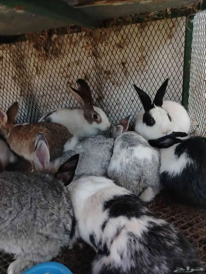 ارانب فحول 5