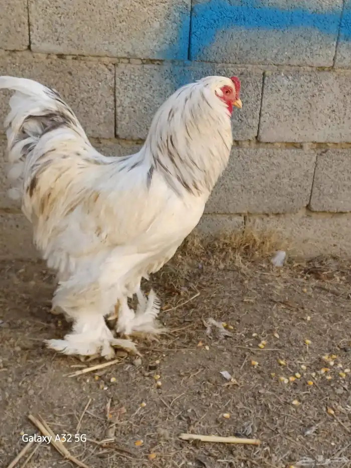 دجاج براهماا 7