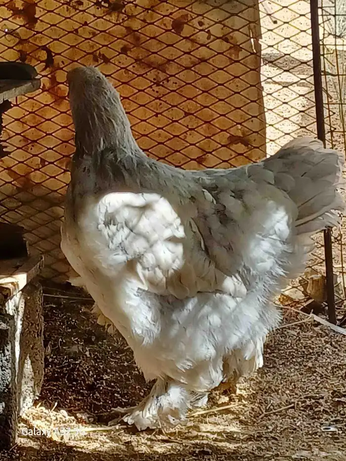 دجاج براهماا 3