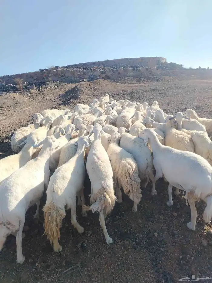 الغنم حريات طيب مرح واحد 2