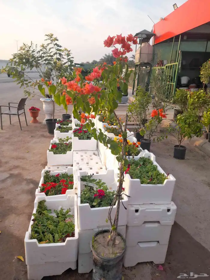 مزارع للحديقة 3