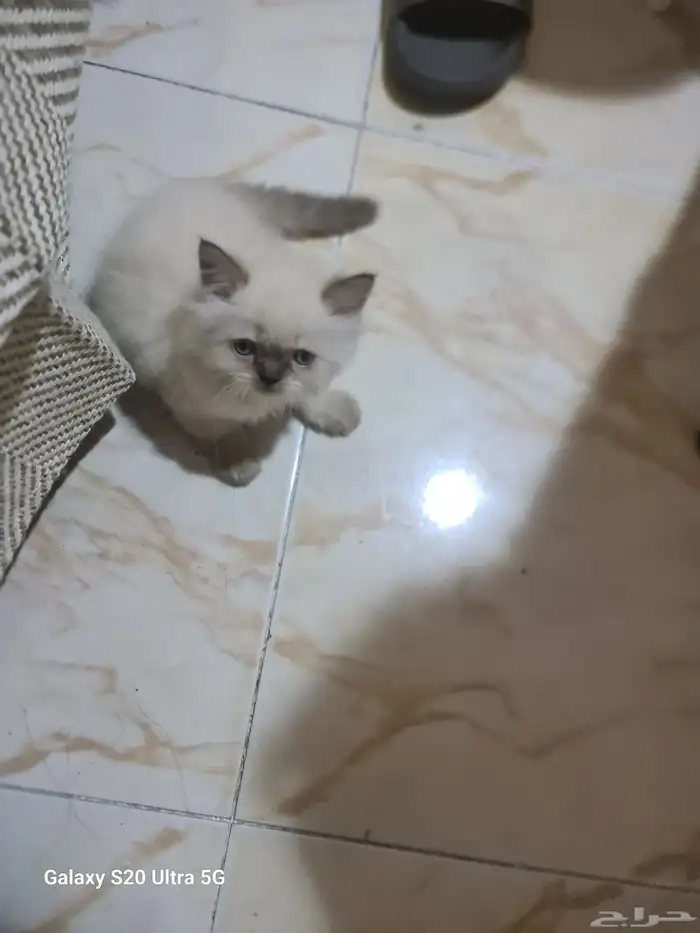 قطط شرازي عمر شهرين متعوده علي الليتر بوكس وتاكل اكل بيتي ود 1