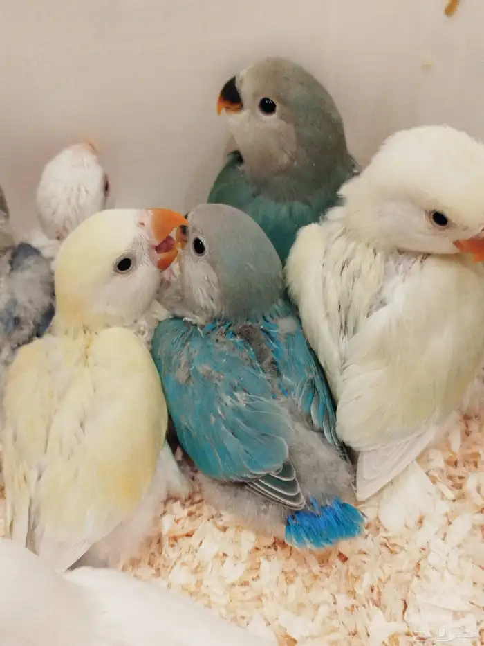 فروخ روز البينو اخضر وطفرات جميله غر بشراهة للبيع 0