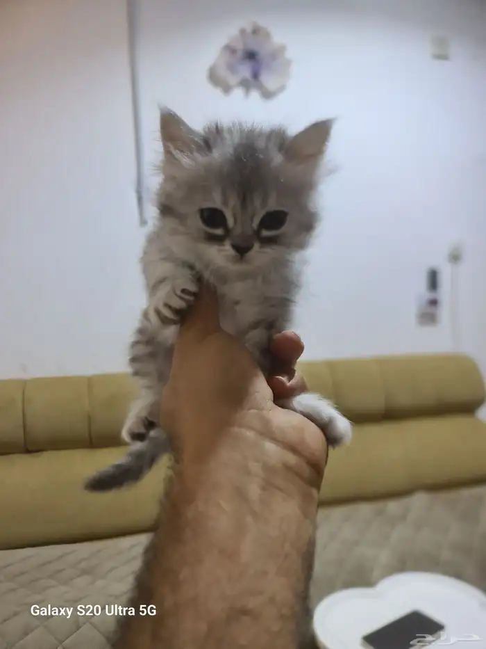 قطط شرازي عمر شهرين متعوده علي الليتر بوكس وتاكل اكل بيتي ود 5