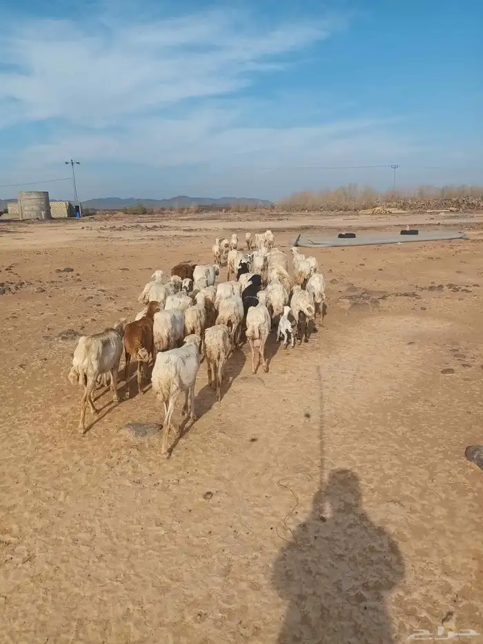 ضان رفيد وحريات 1