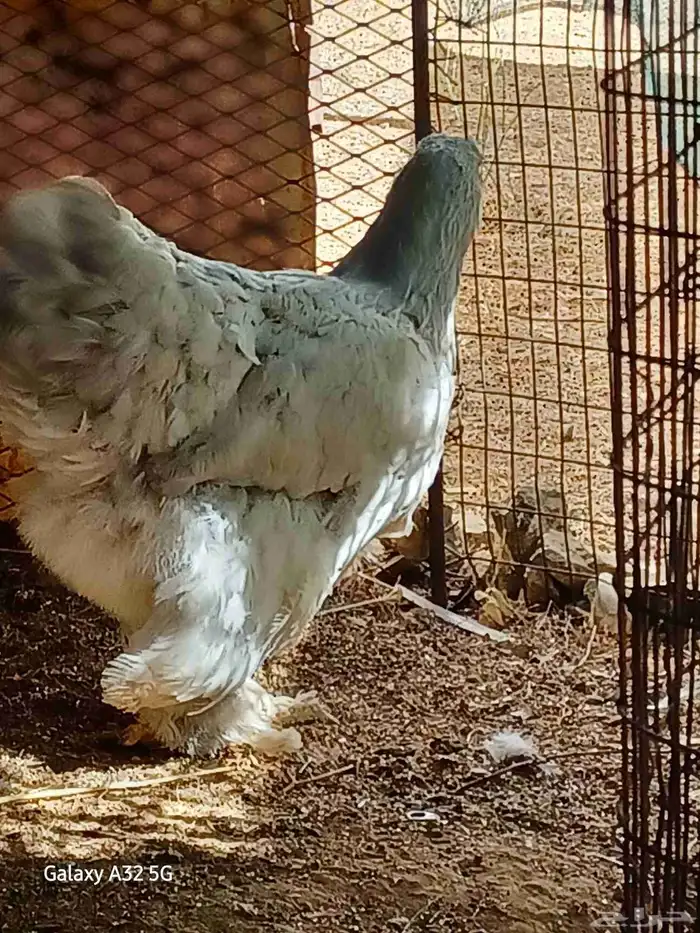 دجاج براهماا 0