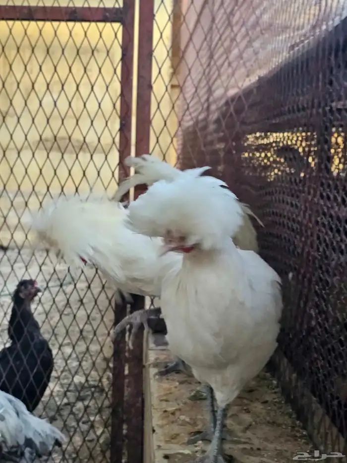 دجاج بولش بلجيكي 3