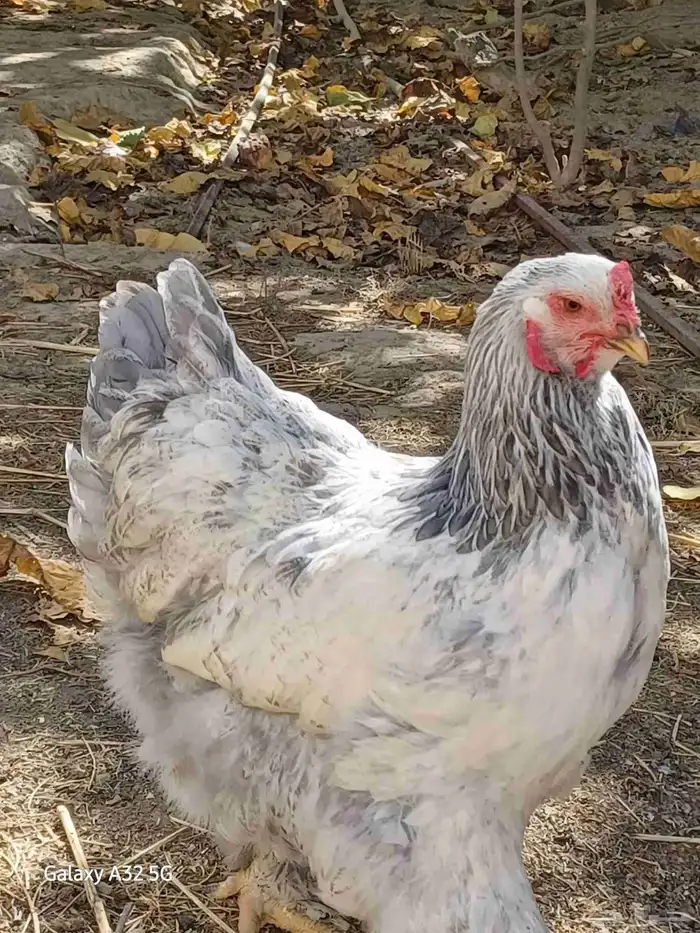 دجاج براهماا 5