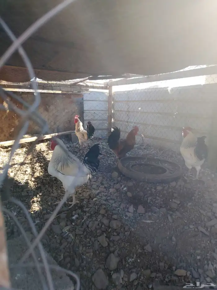 اربع ديوك فرنسيه 0