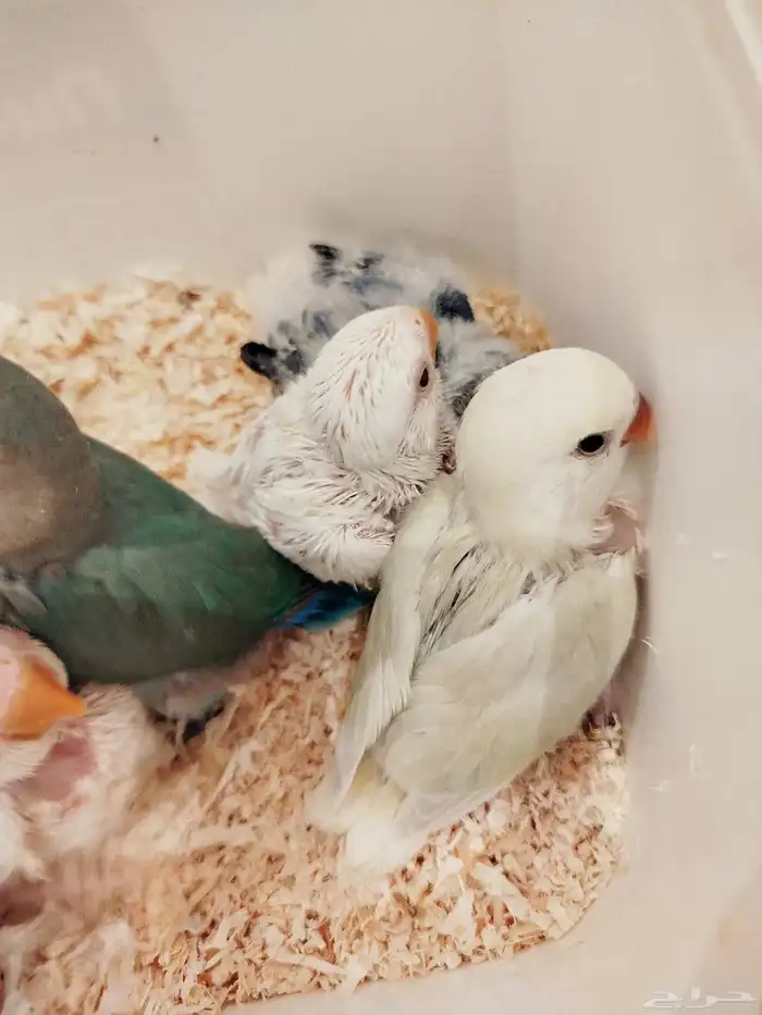 فروخ روز البينو اخضر وطفرات جميله غر بشراهة للبيع 2