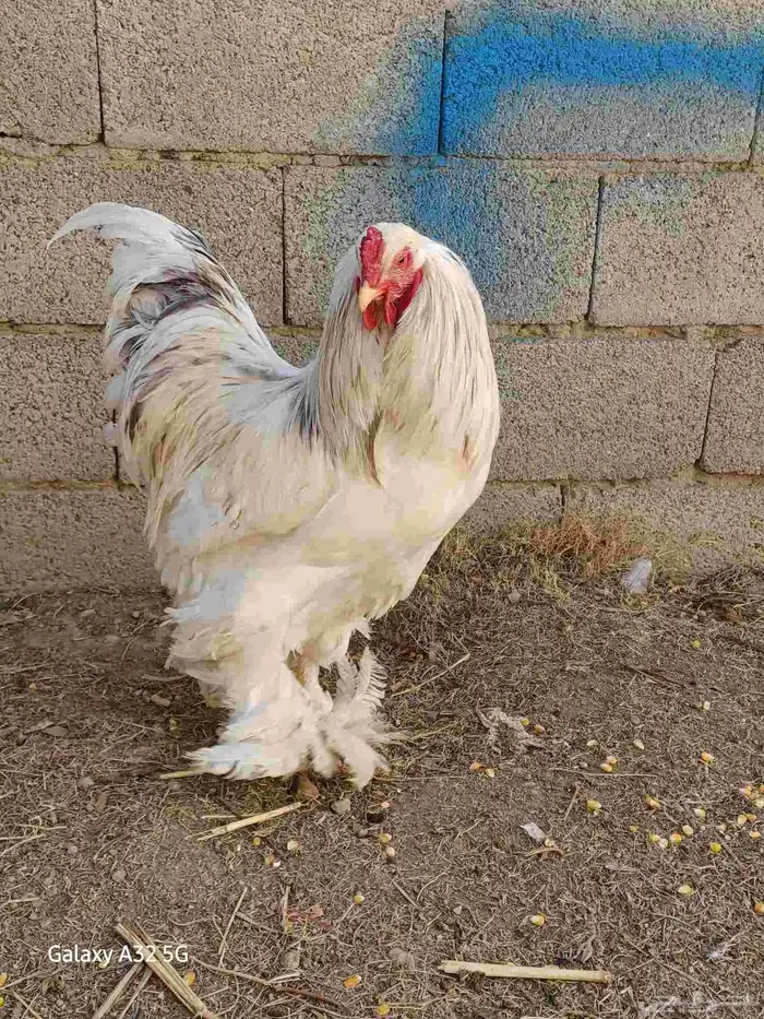 دجاج براهماا 8