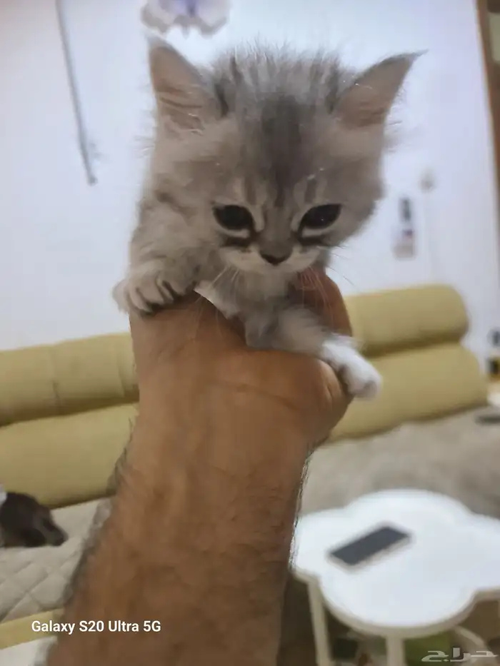 قطط شرازي عمر شهرين متعوده علي الليتر بوكس وتاكل اكل بيتي ود 9