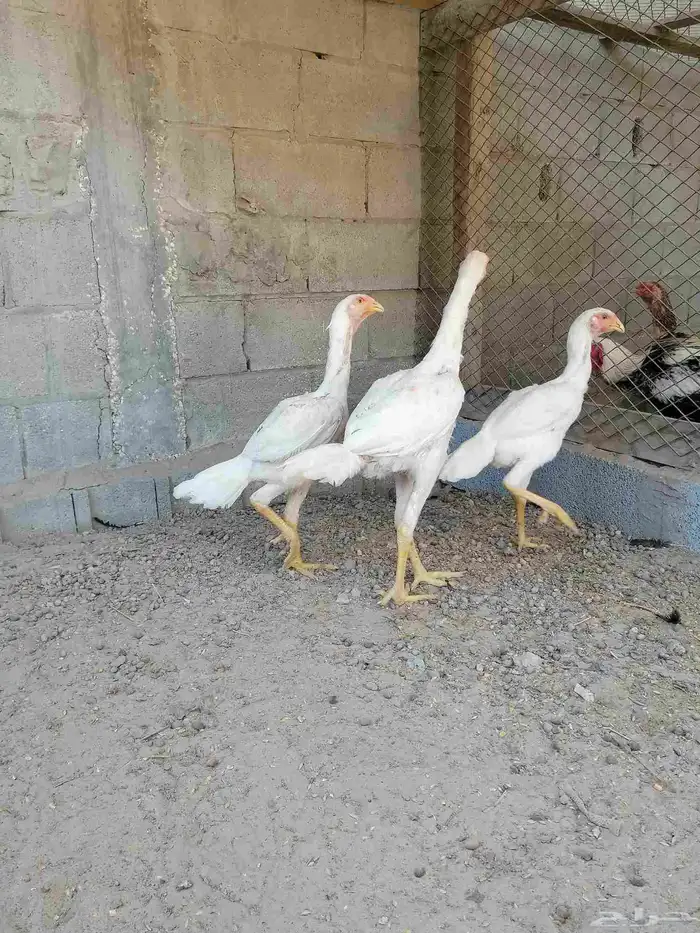 دجاج مكس حجازي بشامو ياباني بشاير 2 0