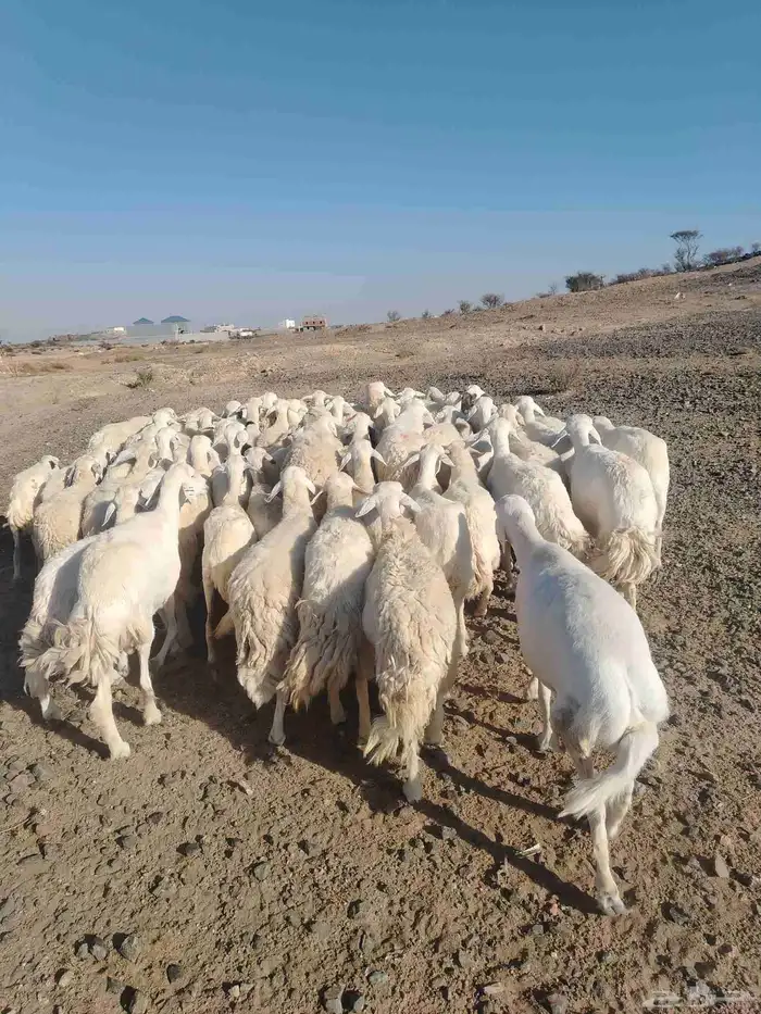 الغنم حريات طيب مرح واحد 6