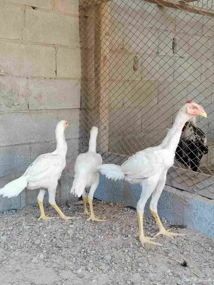 دجاج مكس حجازي بشامو ياباني بشاير 2 3