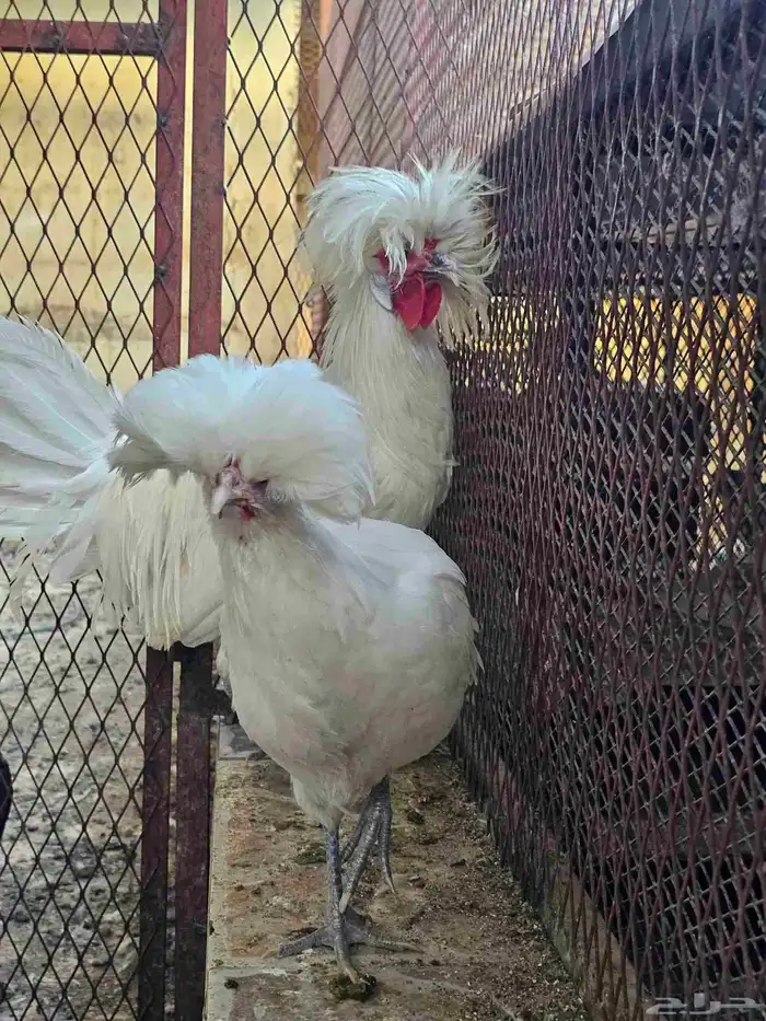 دجاج بولش بلجيكي 2