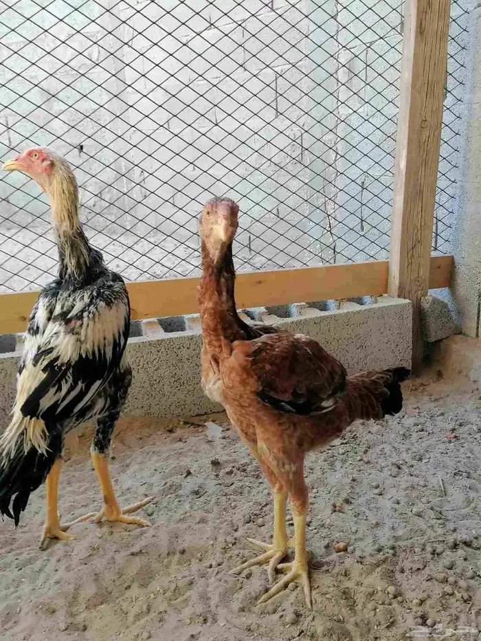 دجاج مكس حجازي بشامو ياباني بشاير 3 3