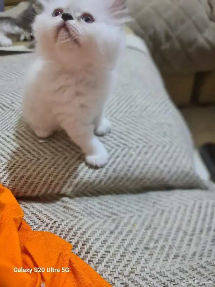 قطط شرازي عمر شهرين متعوده علي الليتر بوكس وتاكل اكل بيتي ود 0