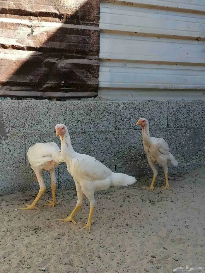 دجاج مكس حجازي بشامو ياباني بشاير 2 9