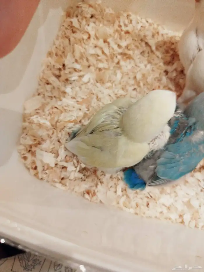 فروخ روز البينو اخضر وطفرات جميله غر بشراهة للبيع 5