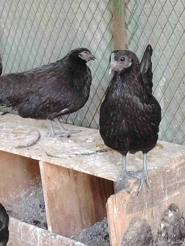 صيصان ايام سيماني الدجاج الاسود صوص اول اسبوع 25 ريال 2